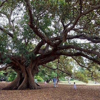 Sydney Botanical Gardens