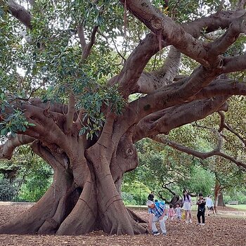 Sydney Botanical Gardens