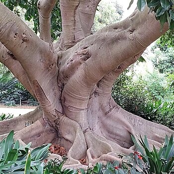 Sydney Botanical Gardens