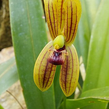 Ghost Orchid at Sydney Botanical Gardens