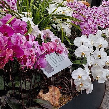Orchids at Sydney Botanical Gardens