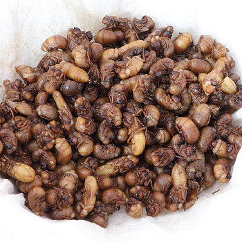 Silk worms s.jpg