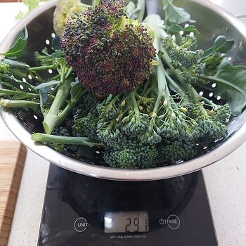 Media 'I found broccoli' in album 'SNSSO's Veg Plot & Garden 2023'