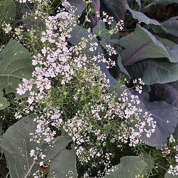 Coriander flowers