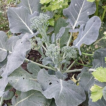 Brocollini (aka side shoots after the head is harvested)