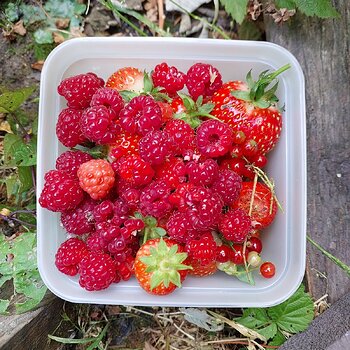 Mixed fruit