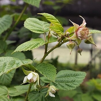 New raspberry growth (1)