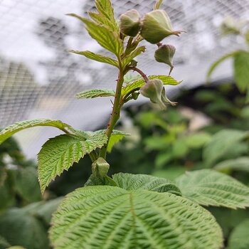 New raspberry growth (2)