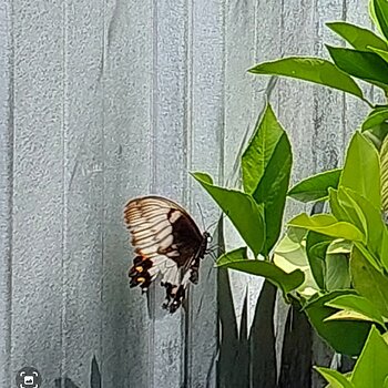 An Orchard Swallowtail Butterfly