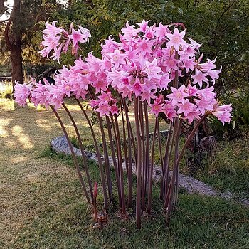 Amaryllis or Belladonna Lillies/Naked Ladies