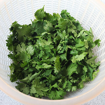 Coriander s.jpg