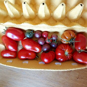 Veg plot tomatoes