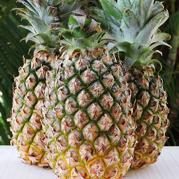 Pineapple 2 s.jpg