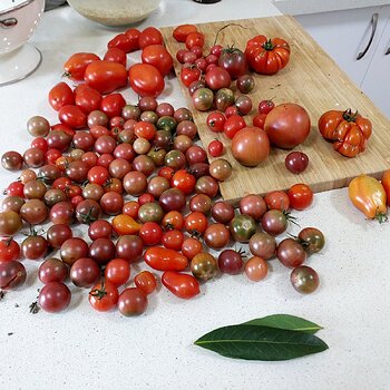 3kg Home grown tomatoes