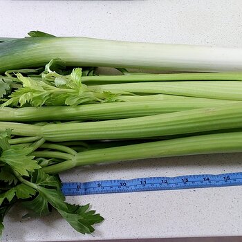 1 head of celery