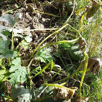 In there are 4 squash of varying sizes