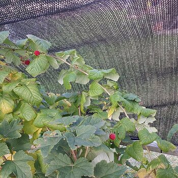 Media 'The beans' in album 'SNSSO's Veg Plot & Garden 2023'