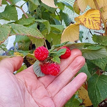 Raspberries