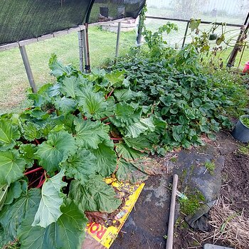 Rhubarb & strawberries