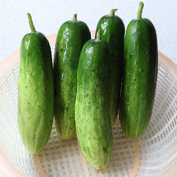 Cucumbers s.jpg