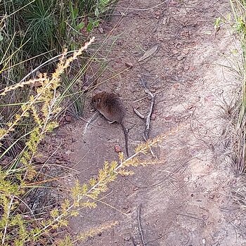 Beowa National Park