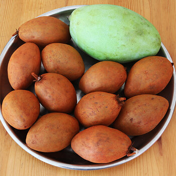 Mango-sapodilla s.jpg