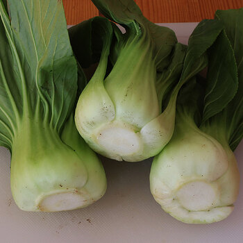 Bok choy s.jpg