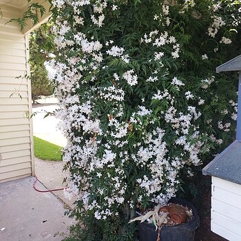 Media 'Jasmine' in album 'Veg plot & gardenA1Summer 2024'