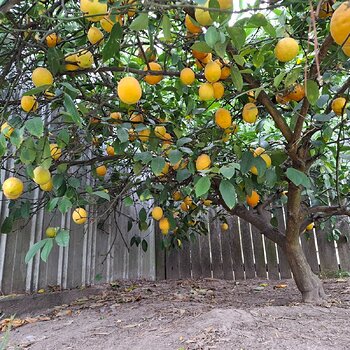 And some more lemons