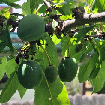 Apricots or plums. 😆