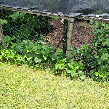 Escaping strawberries