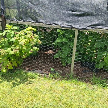 Escaping raspberries