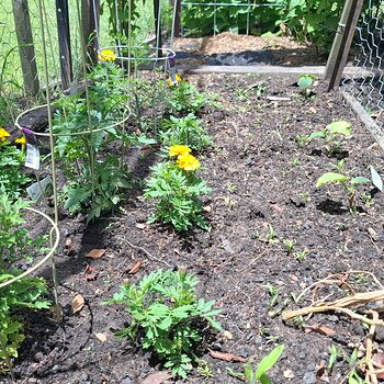 Tomatoes, basil and marigolds
