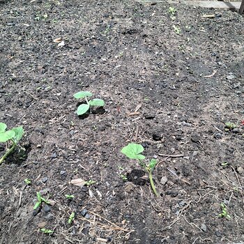 Courgettes or squashes