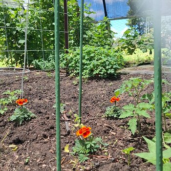 Tomatoes and marigolds