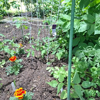 Potatoes, beans, tomatoes and ???