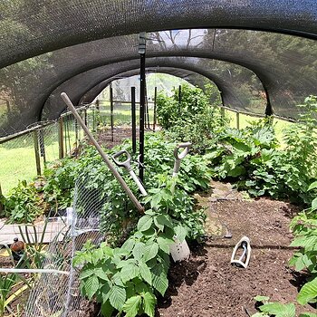 Under the shade cloth