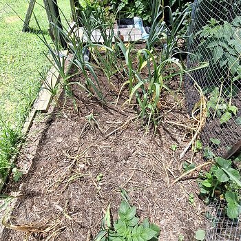 Some garlic didn't make it