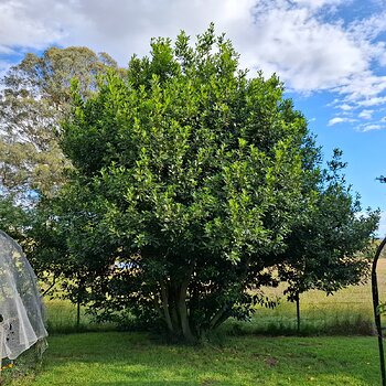 Media 'our bay tree!' in album 'Veg plot and fruit trees 2025-2026'