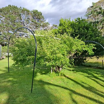 Media 'the apple tree needs a trim' in album 'Veg plot and fruit trees 2025-2026'