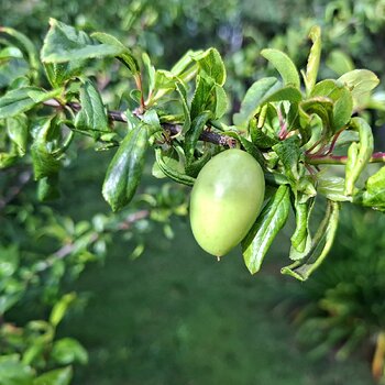 Media 'cooking plum' in album 'Veg plot and fruit trees 2025-2026'