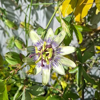 passion flower