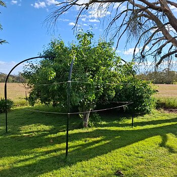 dual graft pear tree