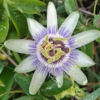 Passion flower