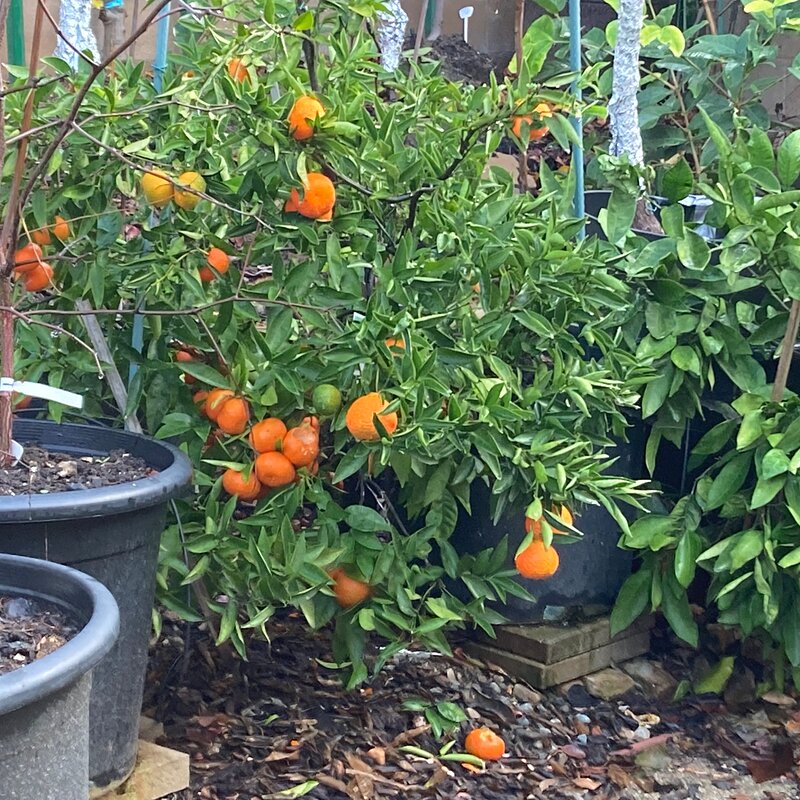 Media 'Algerian Fremont' in album 'SoCalZone10’s garden'