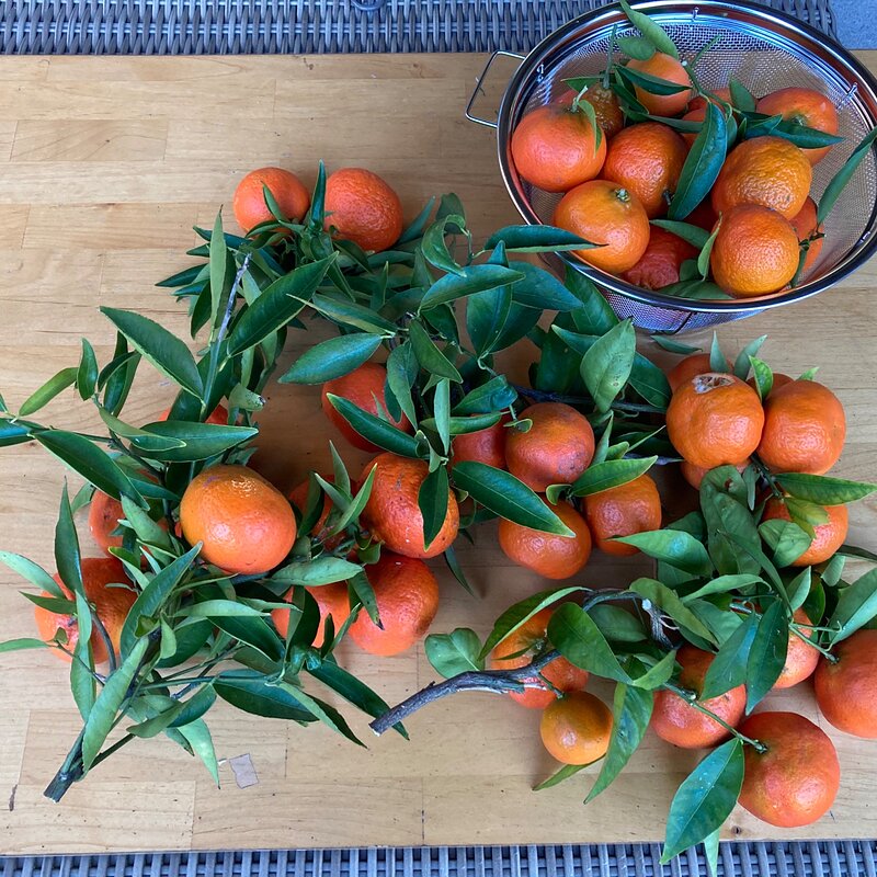 Algerian Fremont mandarins