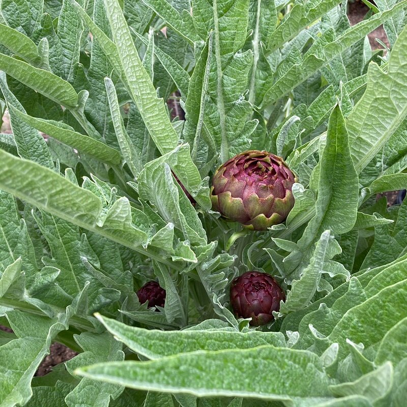 Media 'Purple artichokes' in category 'Miscellaneous Cooking Images'