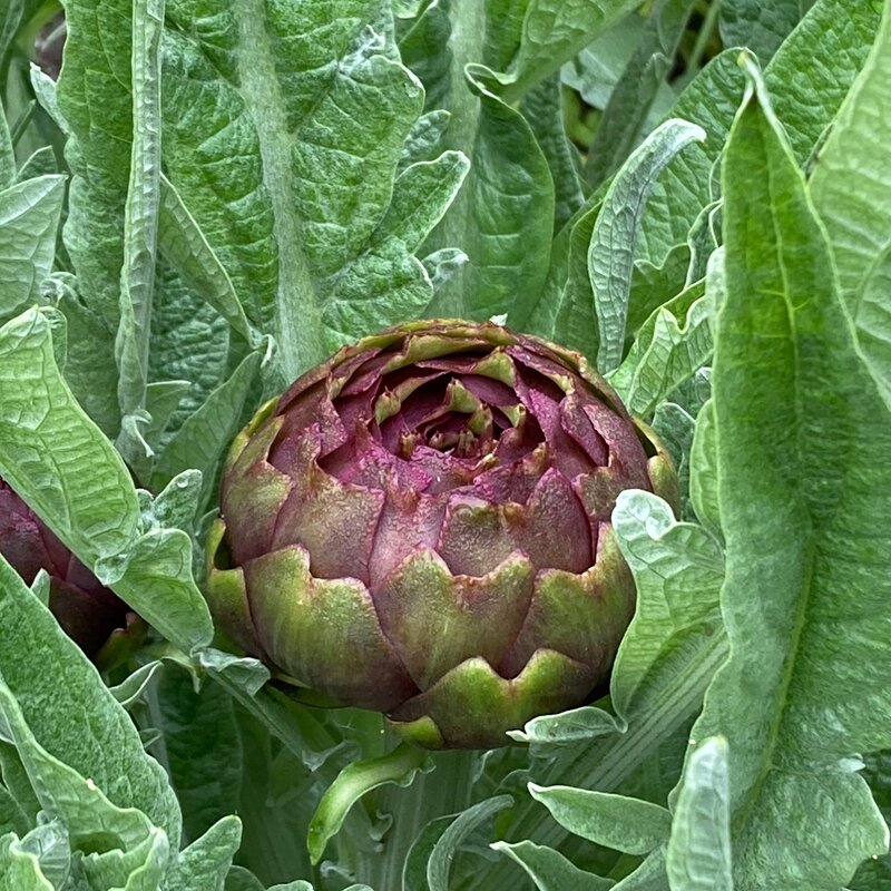 Purple artichokes
