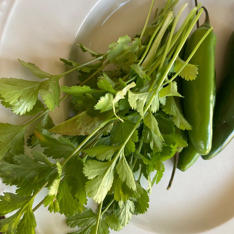 Media 'Cilantro in January' in album 'SoCalZone10’s garden'