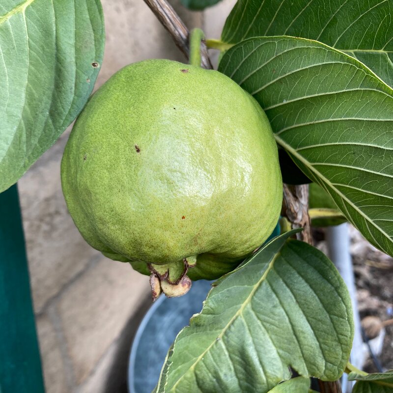 Guava in January